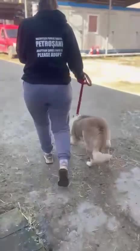 Mixed Breed dogs for adoption: 🐾💛 LISA – A Gentle Soul Saved Just in Time 💛🐾 - Video 1