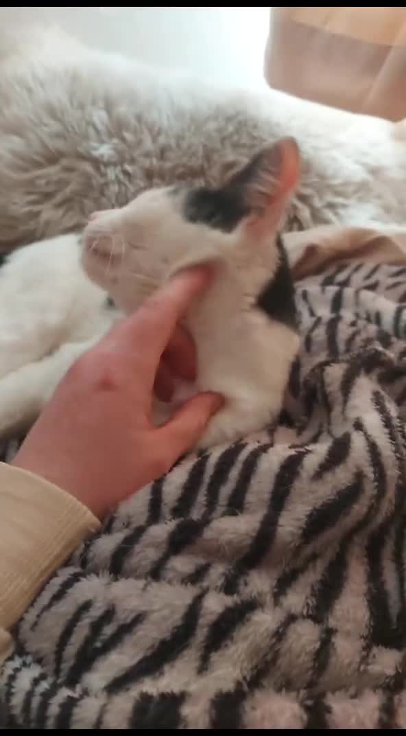 Mixed Breed cats for sale: Free to good homes - Video 2