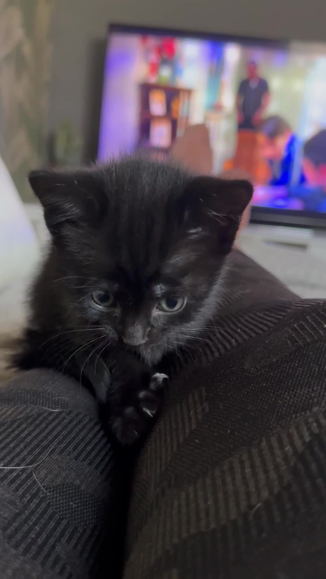 Mixed Breed cats for sale: Black and Blue/ Grey Domestic Short Hair Kittens in Harlow - Video 1