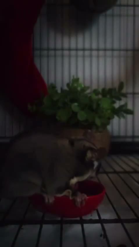 Sugar Glider rodents for sale: 2 female sugar gliders  in Chester - Video 4