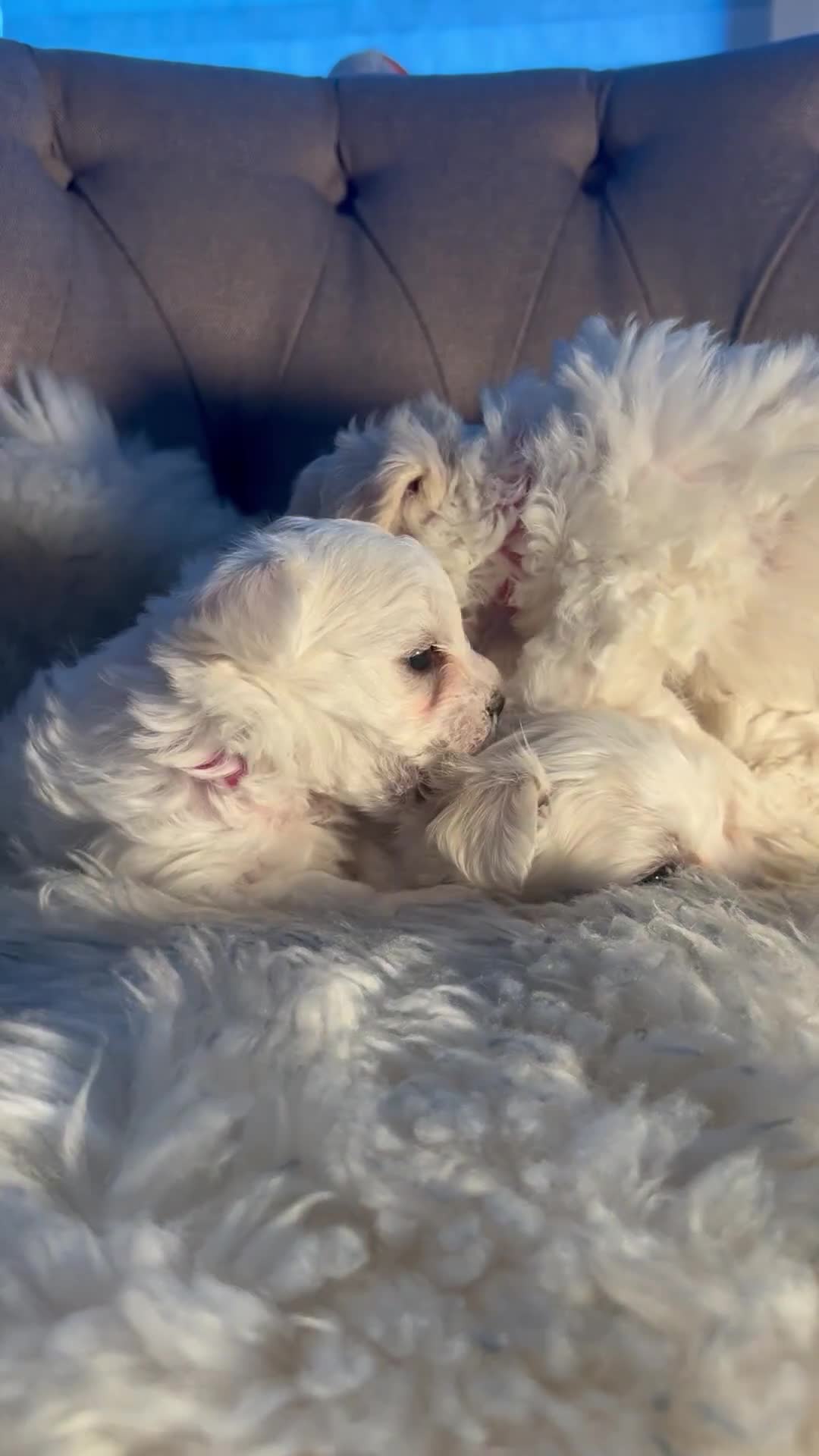 Mixed Breed dogs for sale: Bichon Maltese puppies!!! 3 girls and 1 boy!!! - Video 1