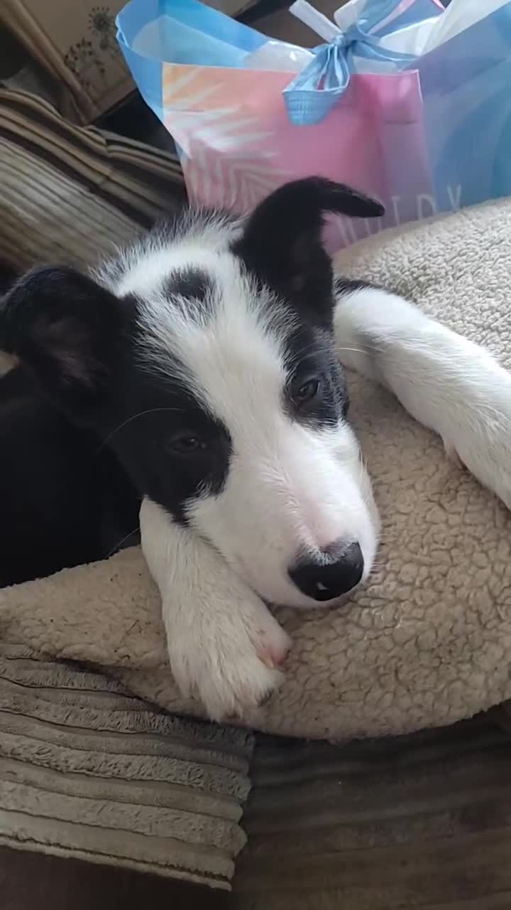 Border Collie dogs for sale: Border Collie for sale - Video 1