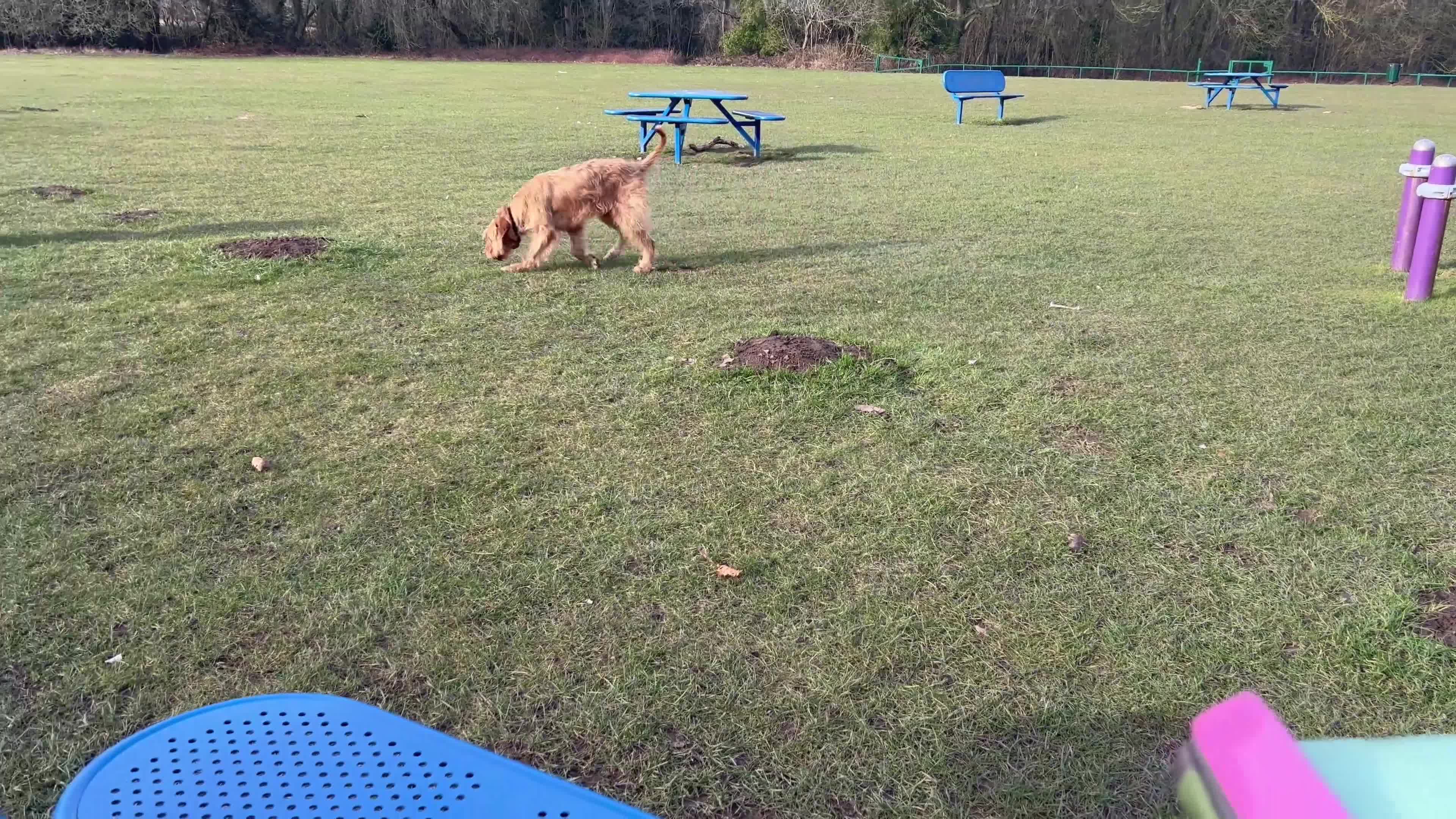 Hungarian Vizsla dogs for sale: Wire haired Hungarian Vizsla - Video 2