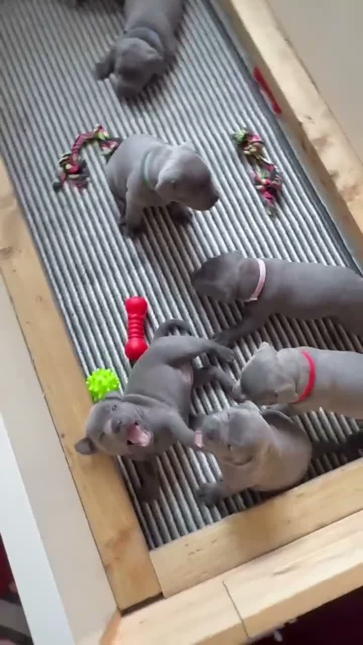 Staffordshire Bull Terrier dogs for sale: Beautiful kc registered Staffords bull terrier  - Video 1