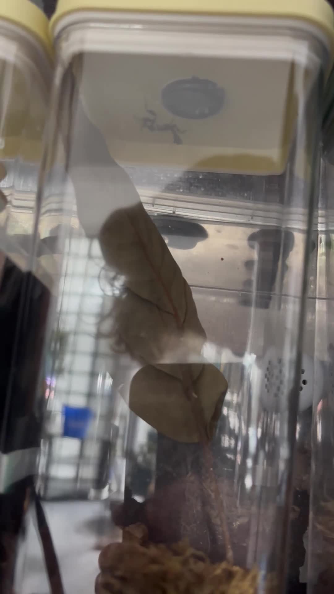 Praying Mantis invertebrates for sale: Praying Mantis - 5 different breeds in Stafford - Video 3