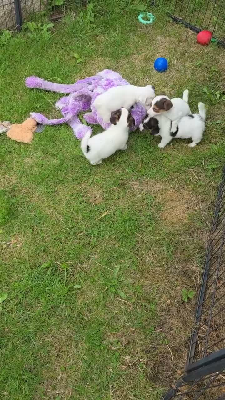 Jack Russell dogs for sale: Bred From Health Tested Parents. - Video 1