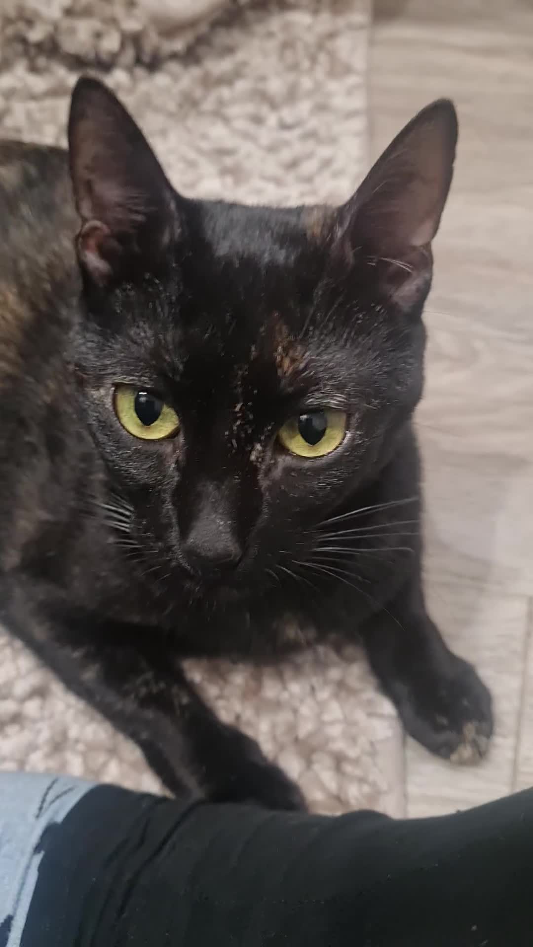 Mixed Breed cats for adoption: Indoor Tortie - super affectionate, chatty, loving - Video 3