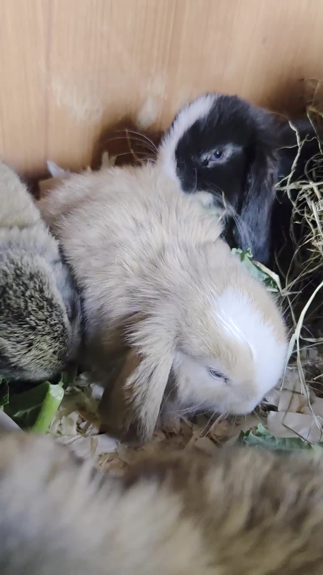 Mini Lop rabbits for sale: Mini lops - Video 1