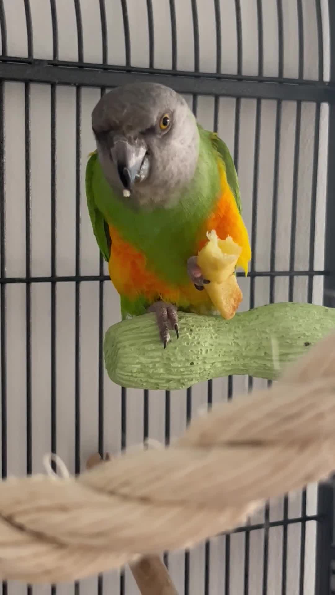 Parrots birds for sale: Senegal parrot  - Video 1