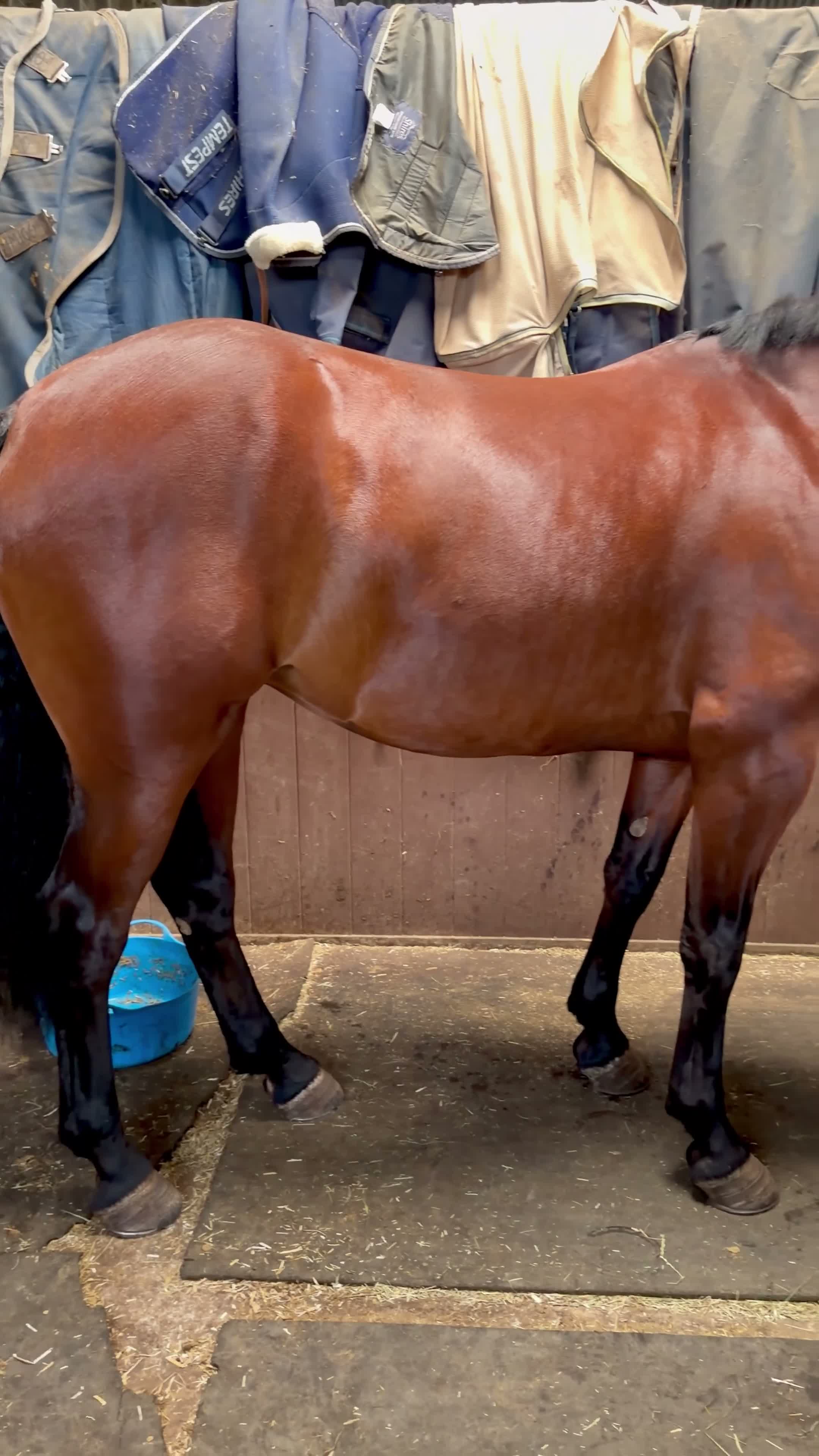 Connemara horses for sale: 4yo Connemara X ID - Video 1