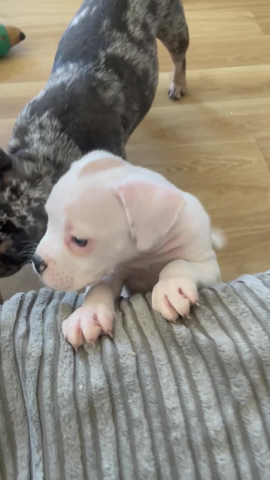 Mixed Breed dogs for sale: 1/7 gorgeous rare French American Bulldogs - Video 3