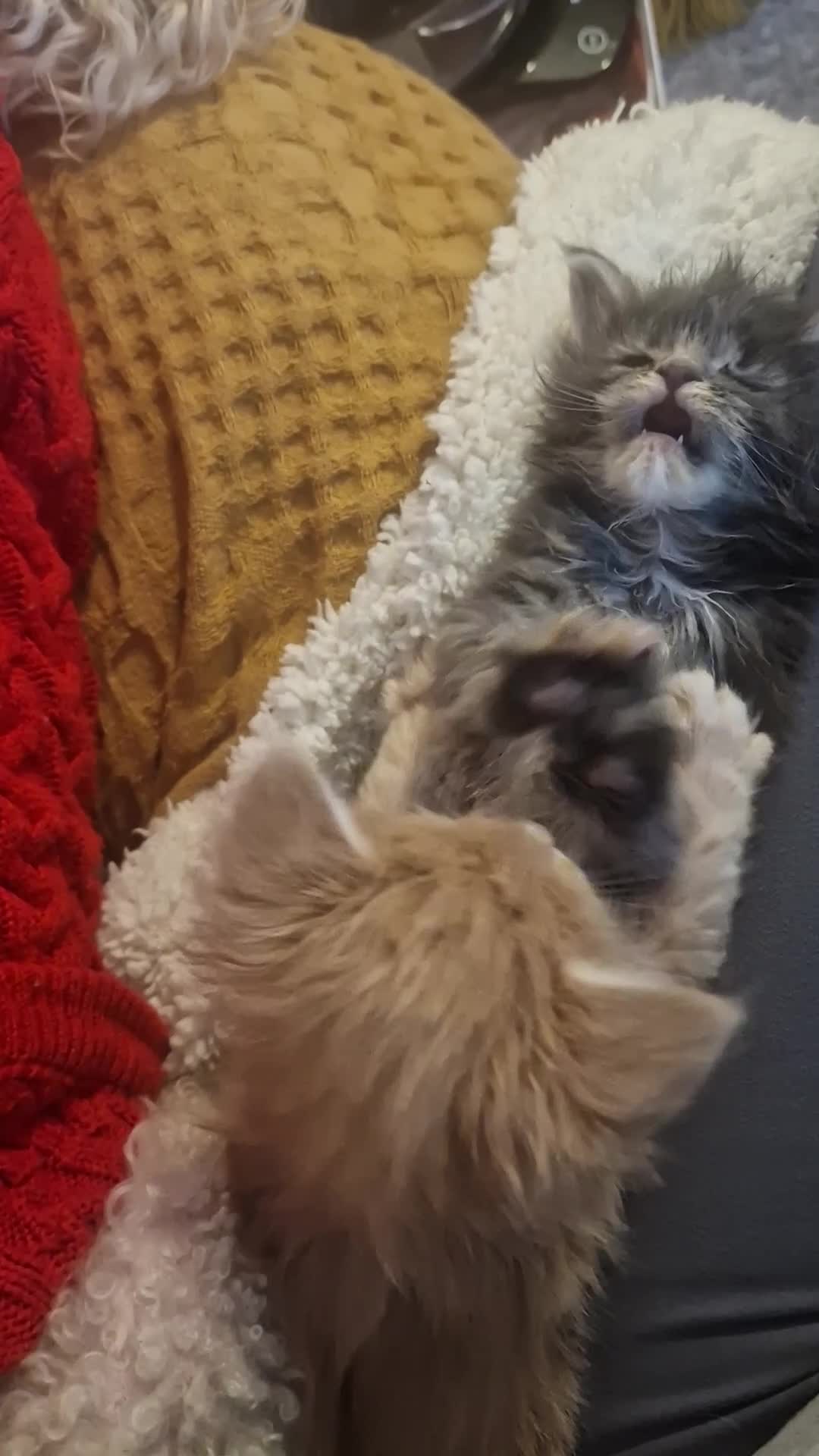 Maine Coon cats for sale: ORPHANED Maine Coon BABY GIRL Bluebell - Video 3