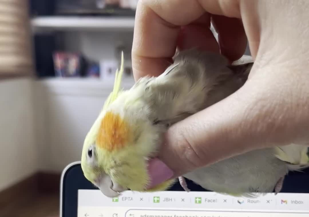 Cockatiels birds for sale: Friendly Cockatiel with Cage + Accessories - Video 1
