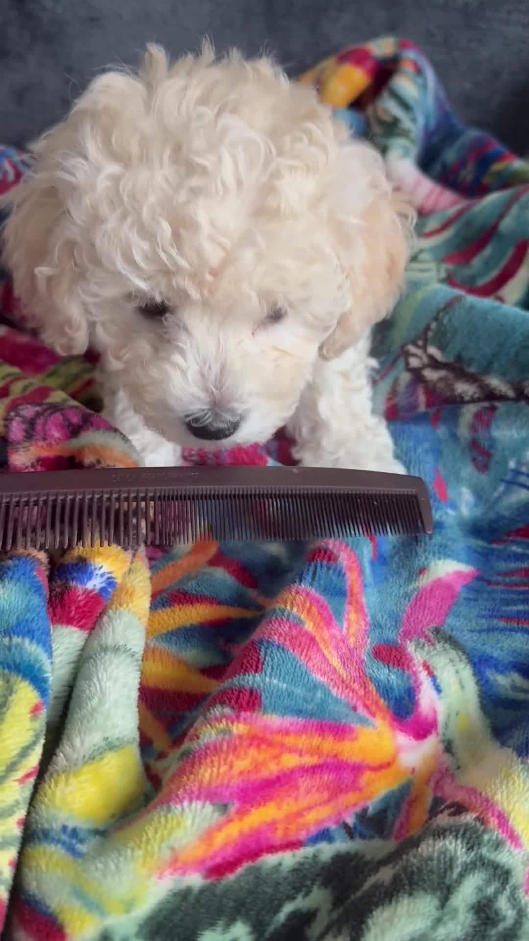 Maltipoo dogs for sale: Ready now - 1 boy left F1B Maltipoo Puppy 💜🐾 - Video 3