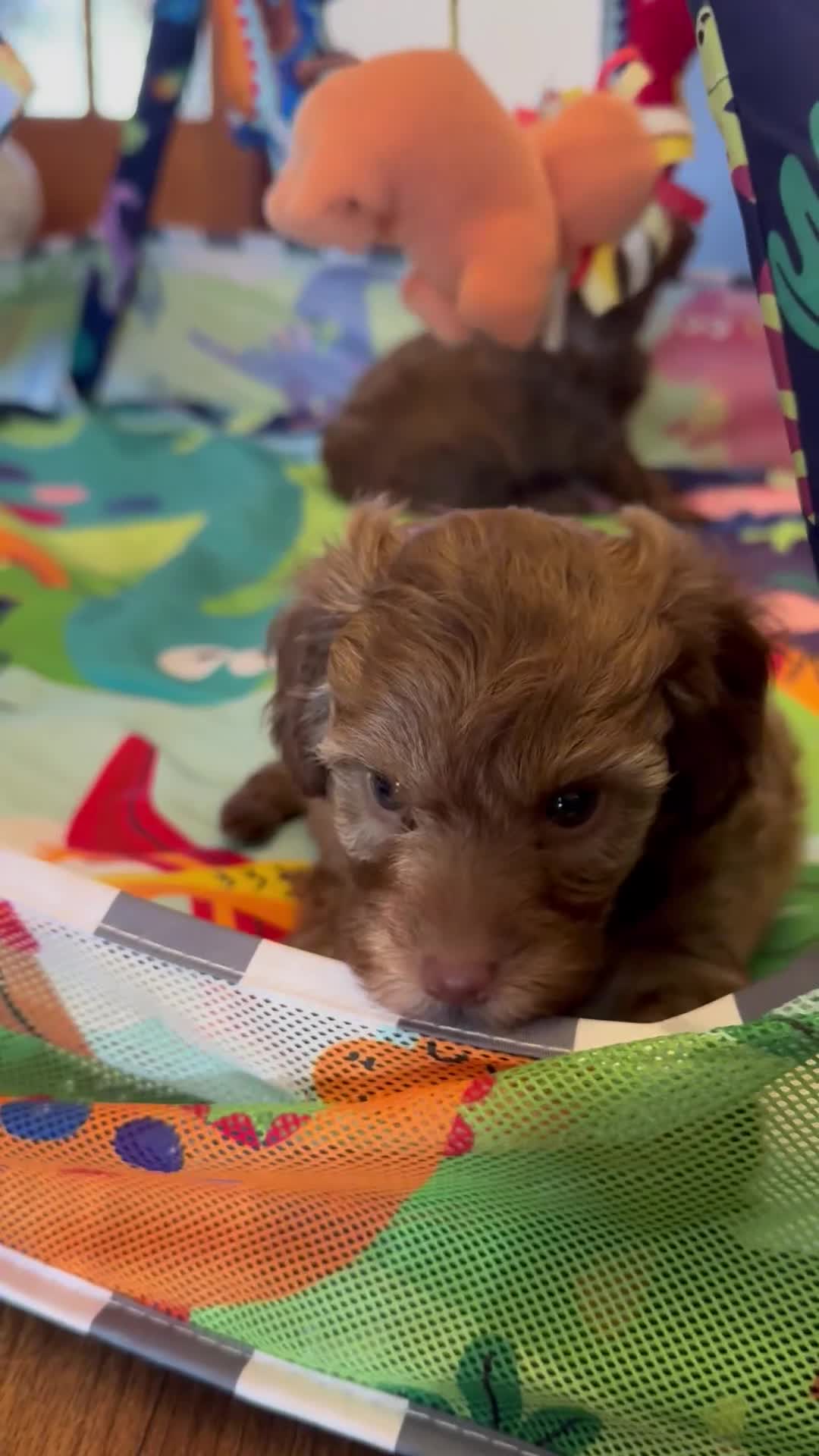 Cavapoo dogs for sale: Extensively health tested Cavapoo Pups - Video 4