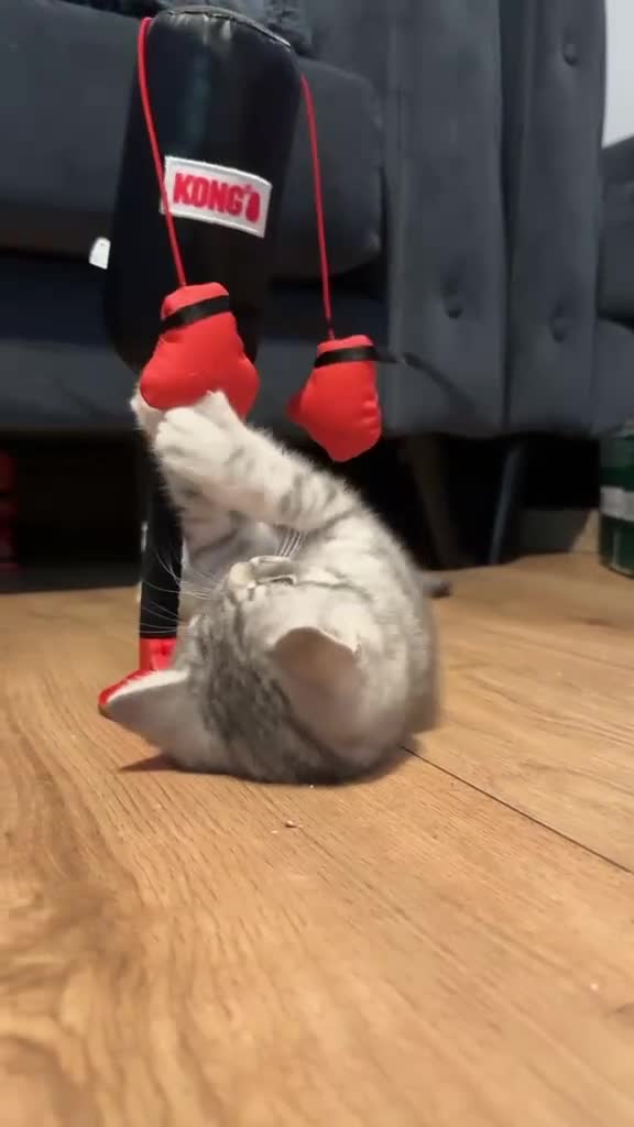British Shorthair cats for sale: *Ready to leave 2 weeks* GCCF BSH silver tipped  - Video 5