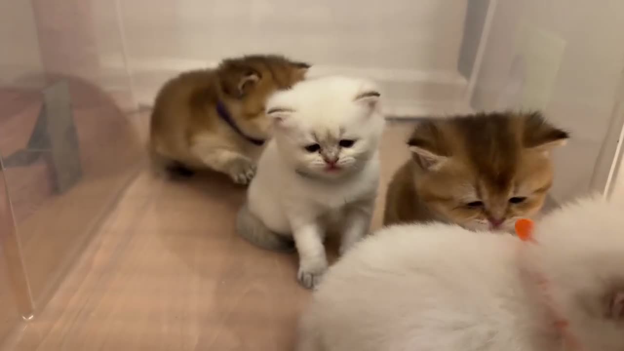 British Shorthair cats for sale: BRITISH SHORT HAIR NY12,GOLDEN , WHITE COLORPOINT - Video 3