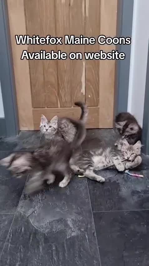 Maine Coon cats for sale: Pedigree GCCF Maine Coon Kittens for sale  - Video 1