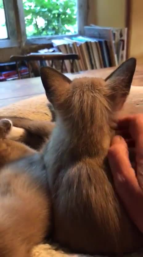 Tonkinese cats for sale: Superb Tonkdoll girl - Video 2