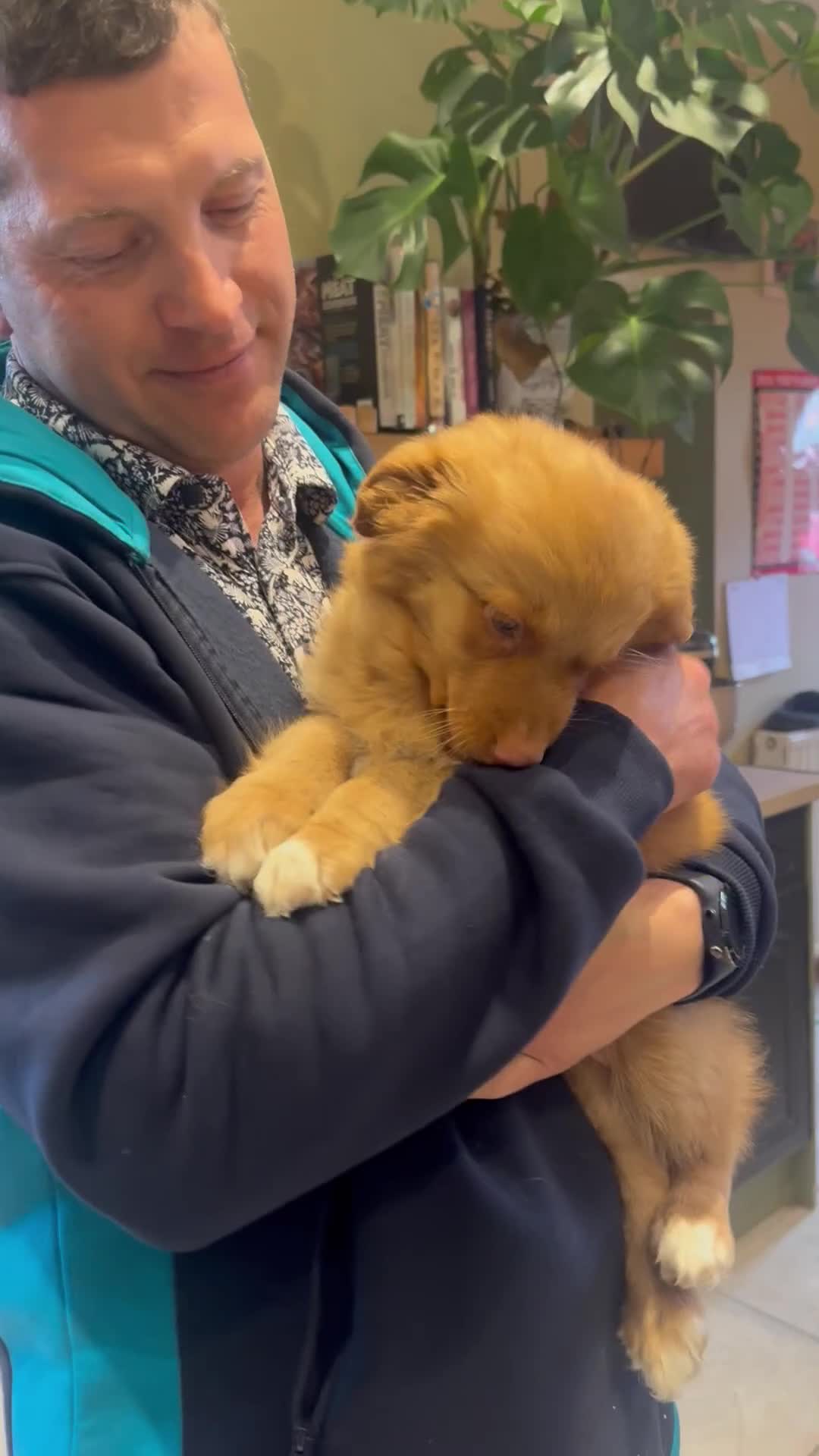 Nova Scotia Duck Tolling Retriever dogs for sale: One male Toller pup  - Video 1