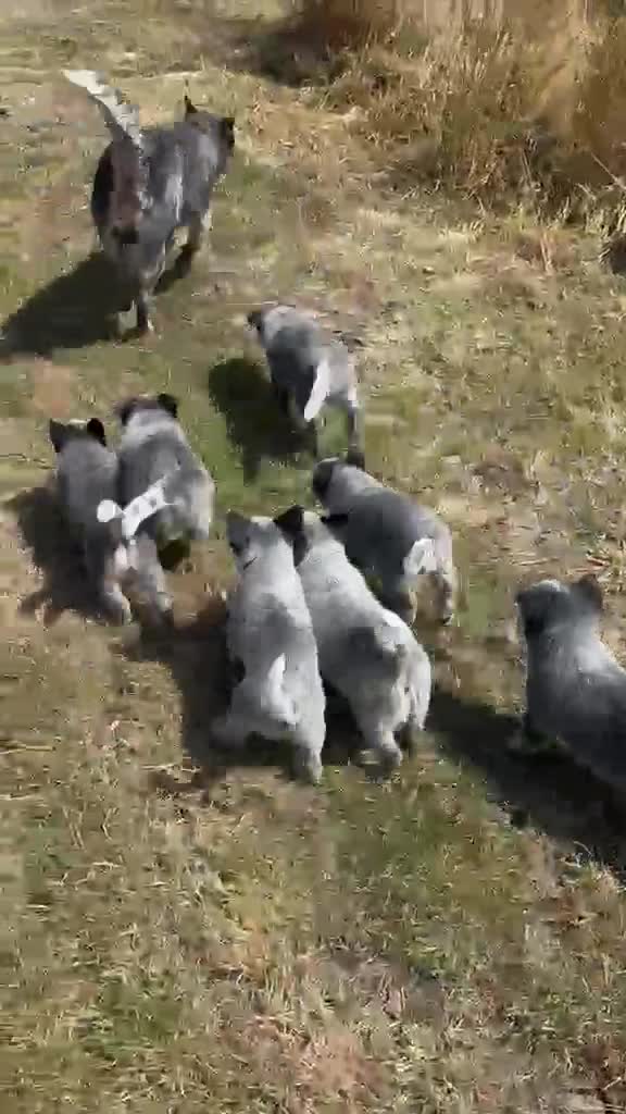 Australian Cattle Dog dogs for sale: Now reduced! Stunning cattle dogs! - Video 1