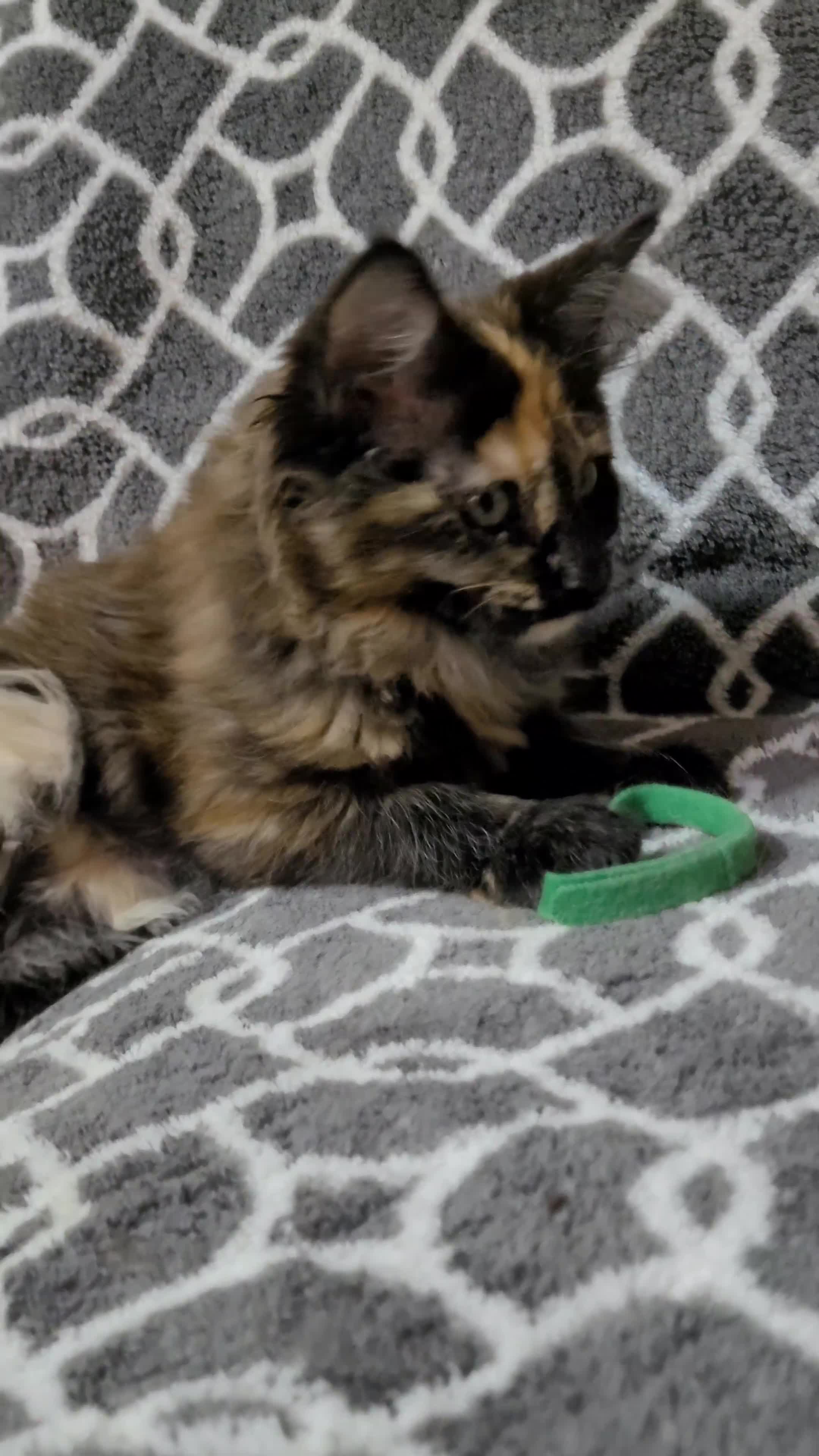 Maine Coon cats for sale: STANNING KITTENS, READY TO GO, GCCF REGISTERED  - Video 4