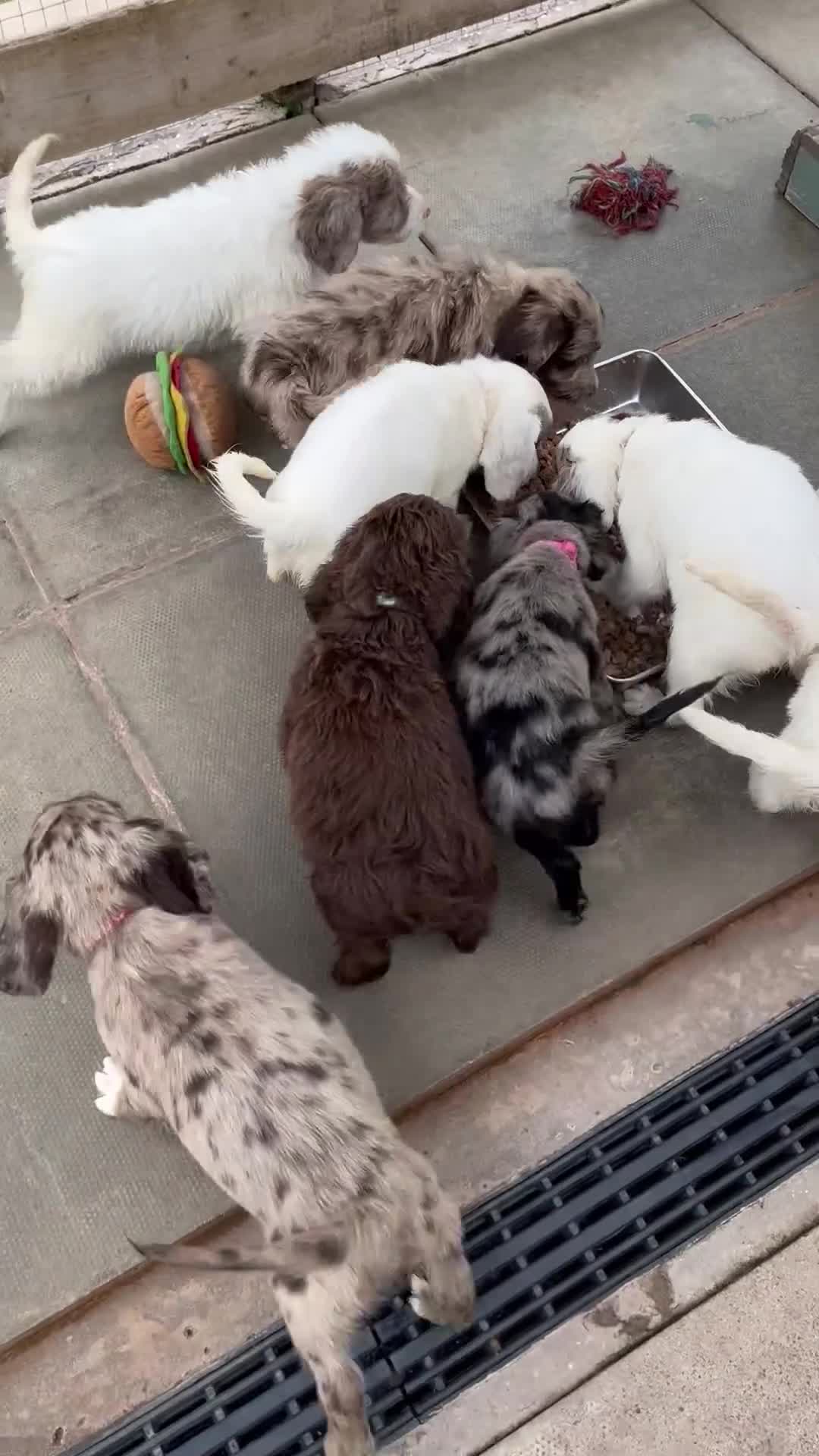 Mixed Breed dogs for sale: Fantastic Sprockerpoos - Video 1