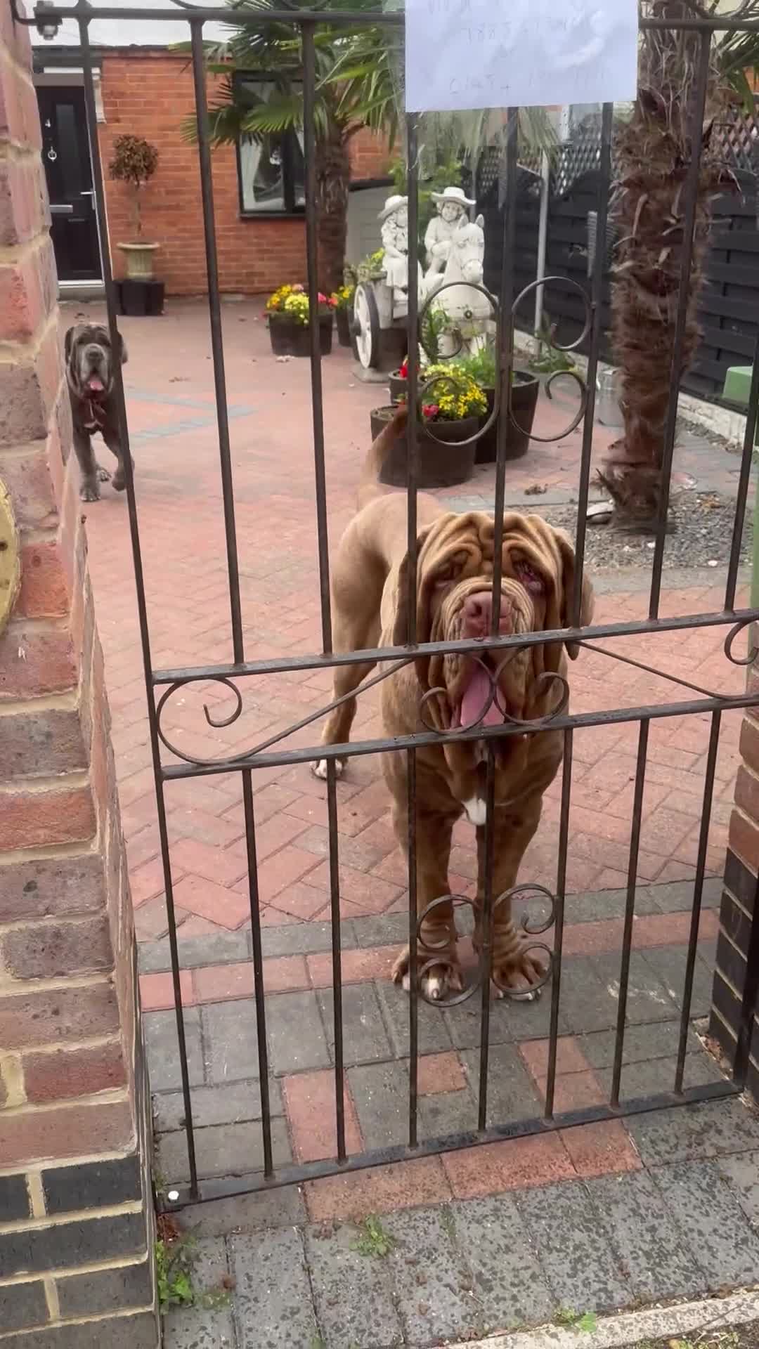 Neapolitan Mastiff dogs for sale: Nelly and vinnie Neapolitan mastiff  - Video 1