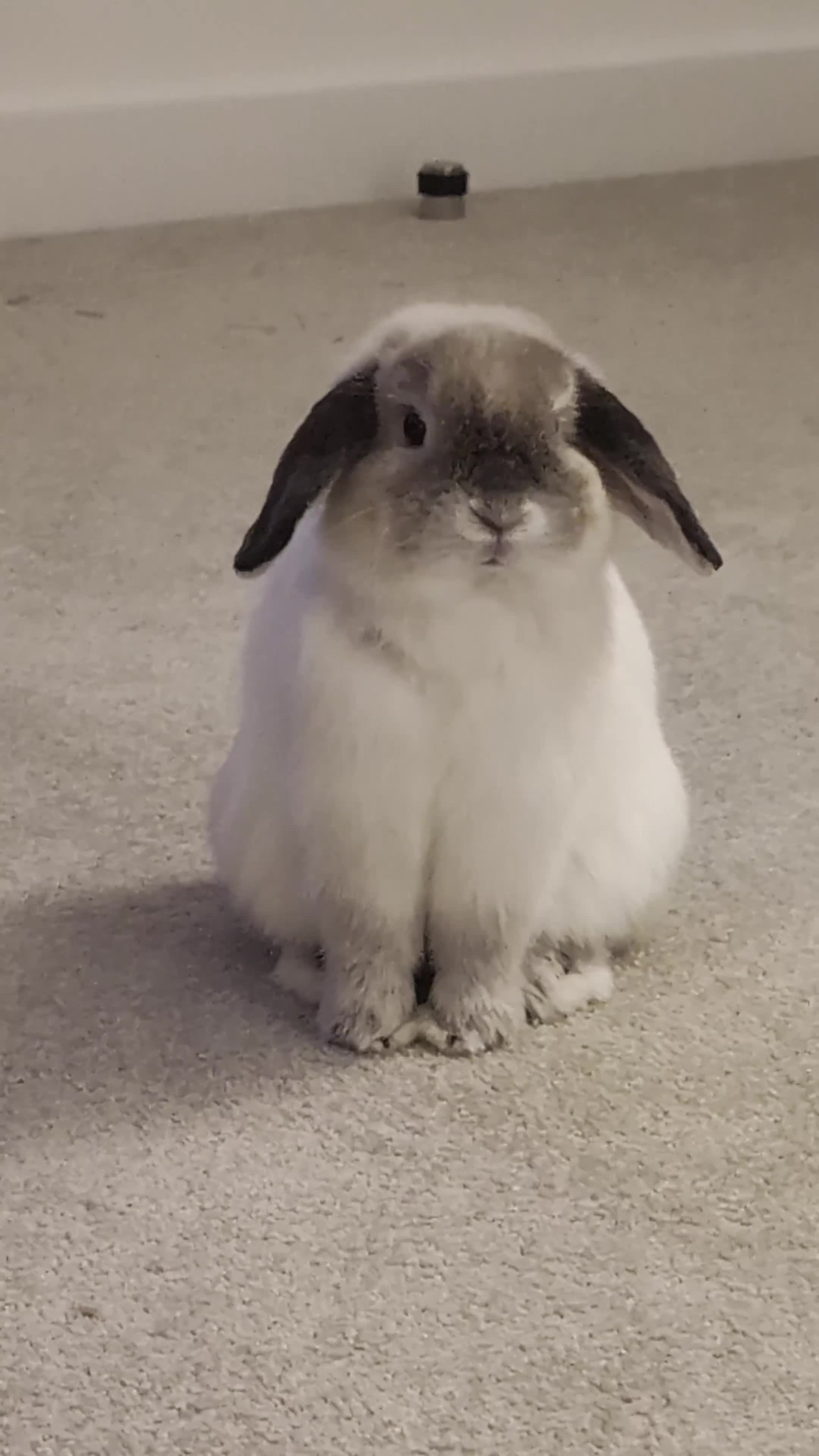 Mini Lop rabbits for sale: Mini Lop for adoption  in Cambridge - Video 1