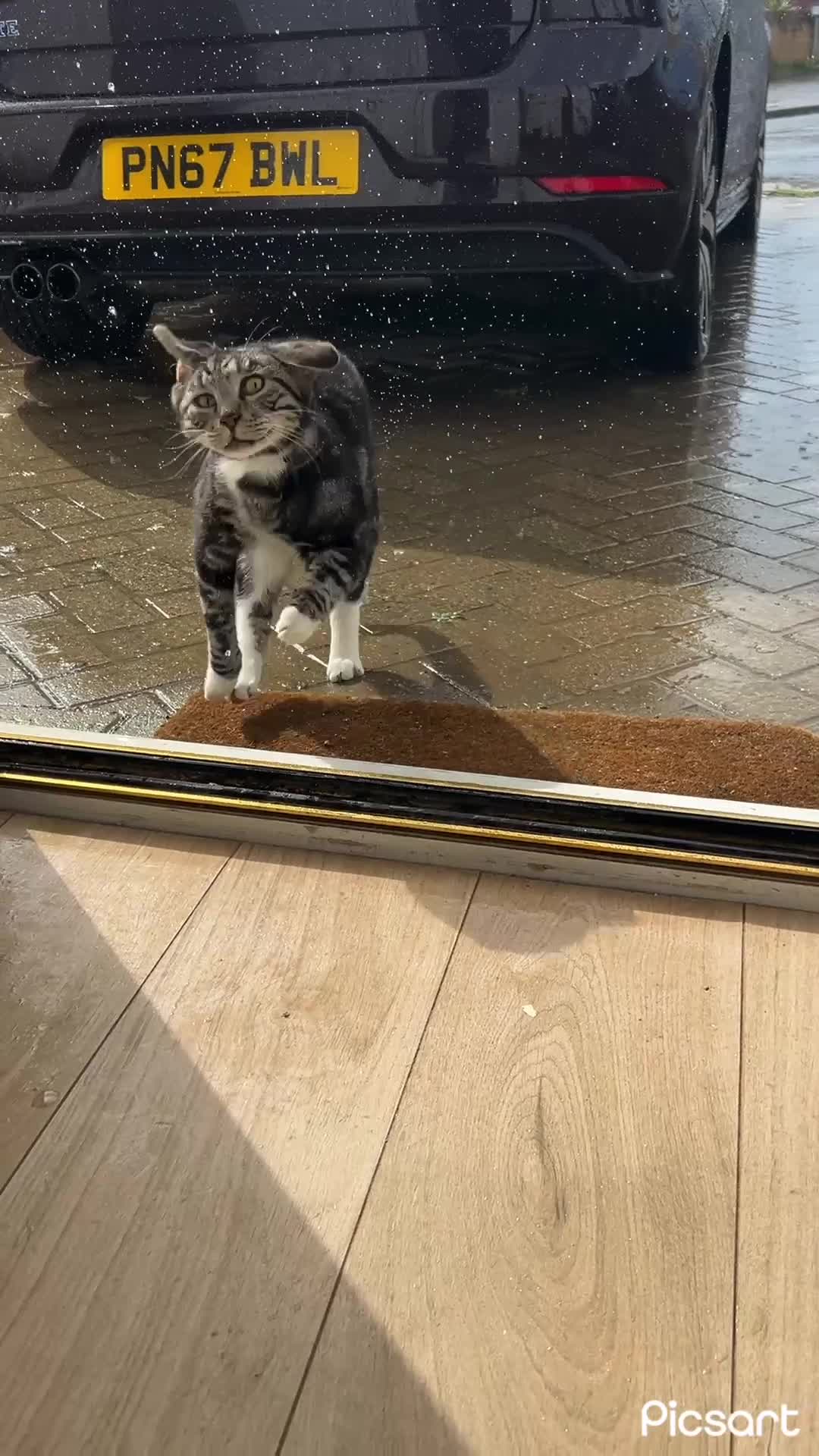 Mixed Breed cats for sale: Mixed breed handsome 3 year old cat - Video 1
