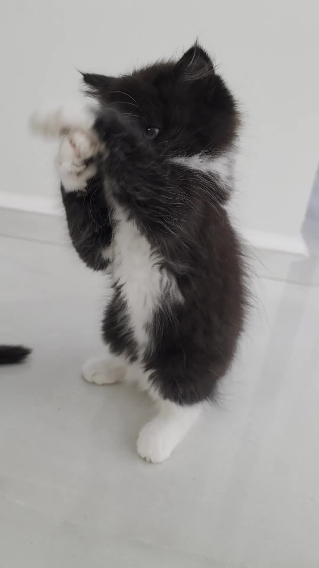 Persian cats for sale: Adorable Persian Cross Kittens Looking for home - Video 2