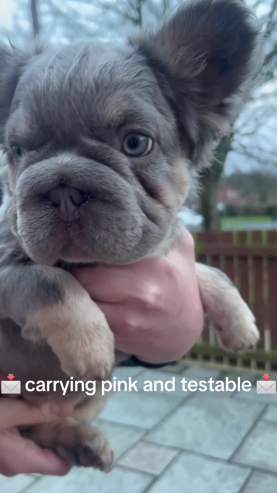 French Bulldog dogs for sale: Fluffy French bulldogs carrying pink and testable  - Video 1
