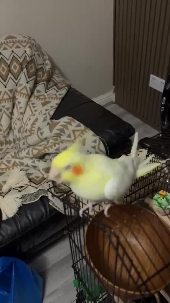 Cockatiels birds for sale: Beautiful Pair of Cockatiels for Sale  in Walsall - Video 2