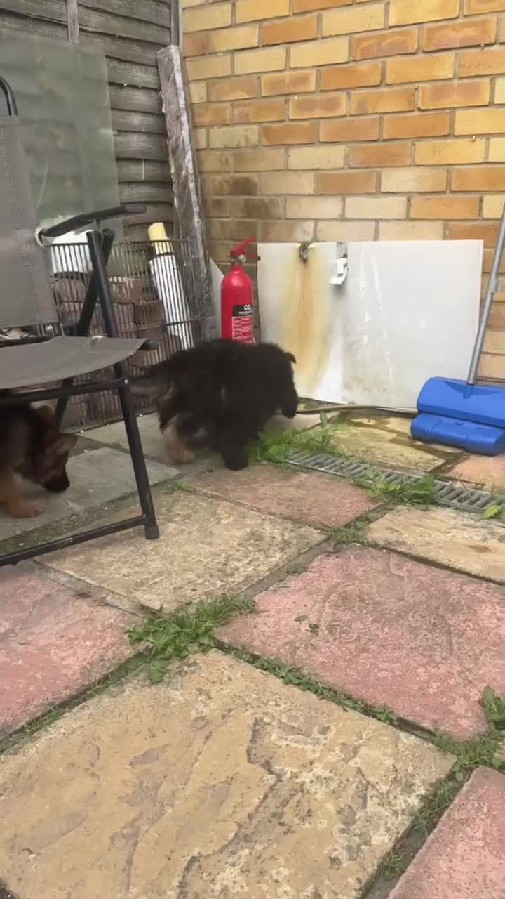 Mixed Breed dogs for sale: G.Sehepherd&white swiss Shepherd long coat puppies - Video 2