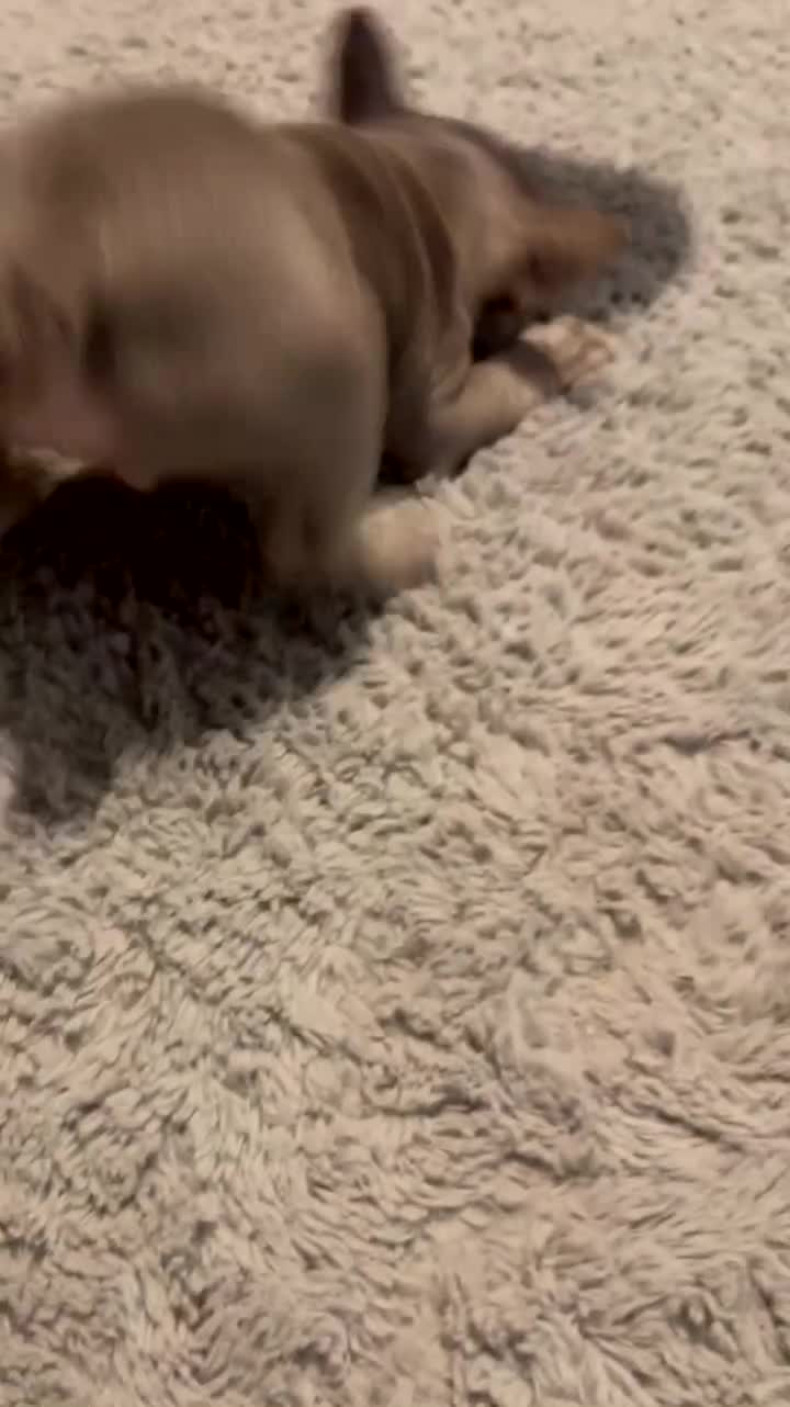 French Bulldog dogs for sale: 2 female French bulldog puppies for sale  - Video 1