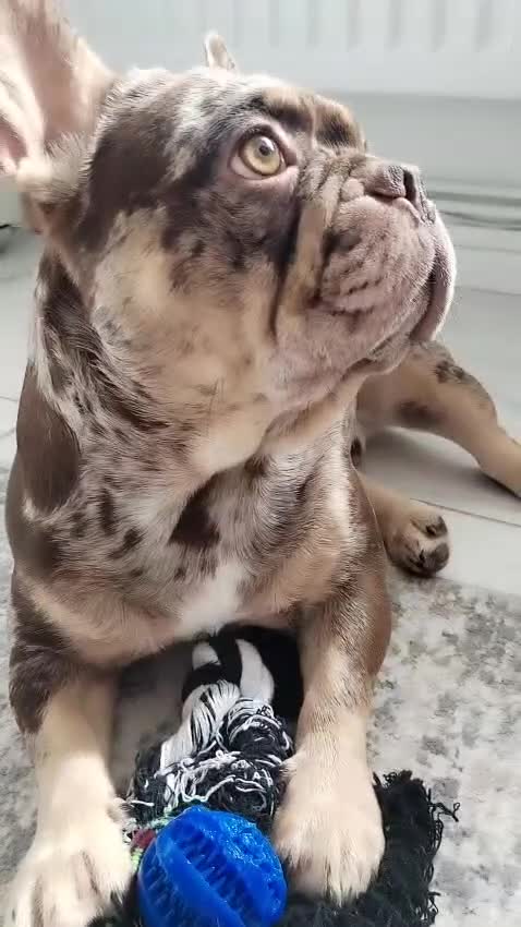 French Bulldog dogs for stud: For stud! Ferrari Jay!! EXOTIC DNA AND CARRIER  - Video 3