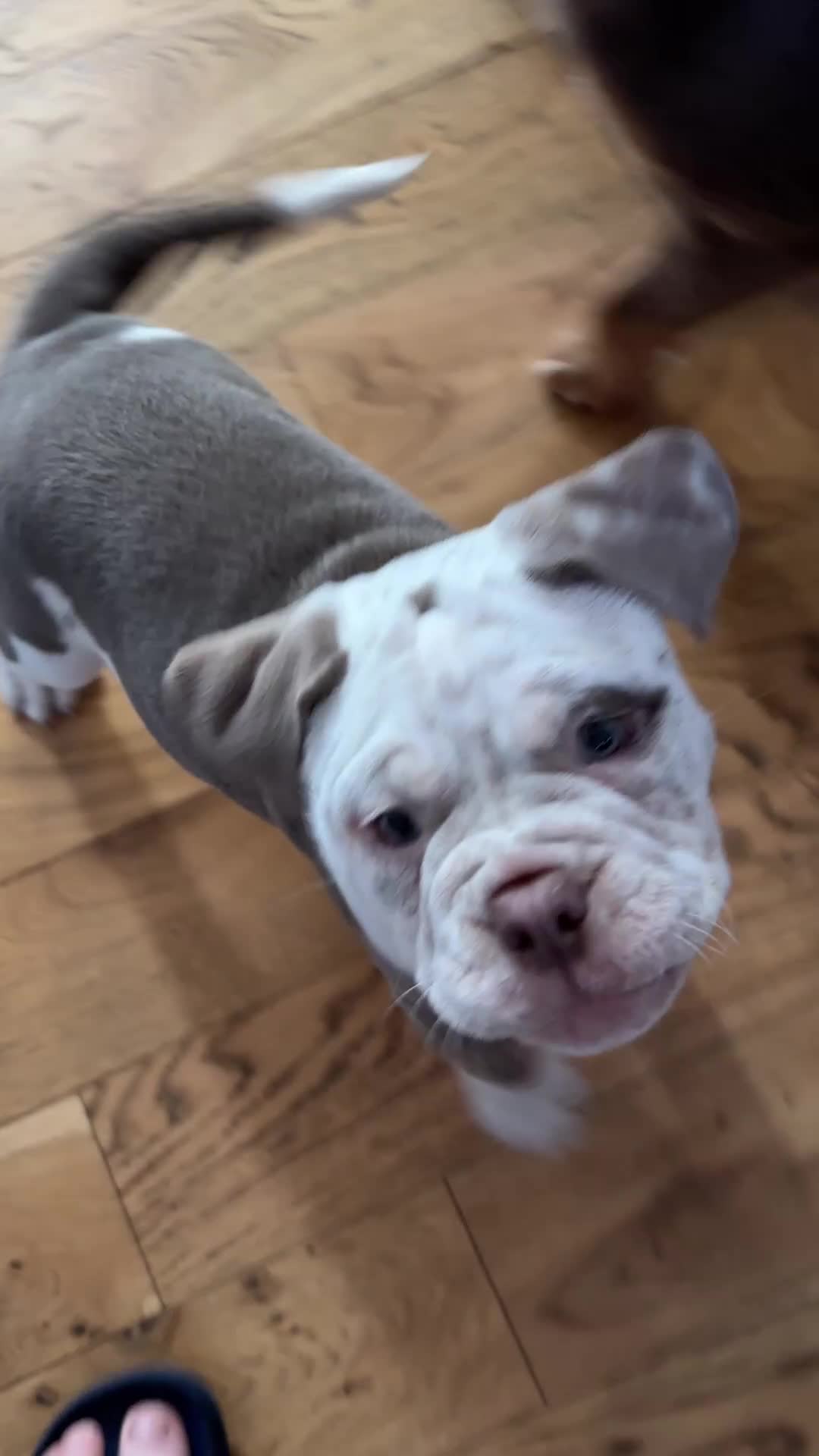 Mixed Breed dogs for sale: Old English x mammutt bulldogs for sale  - Video 1