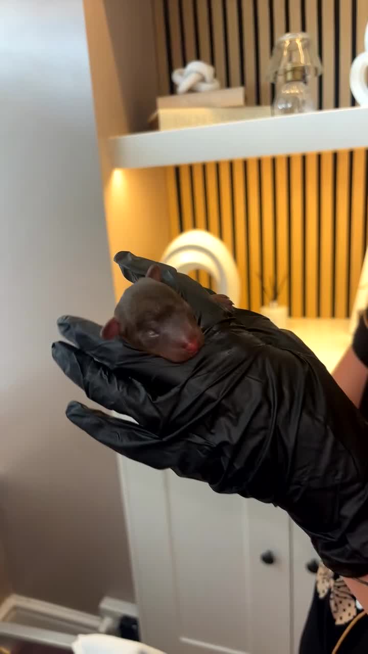 Cockapoo dogs for sale: Cockapoo puppies  in Liverpool - Video 4