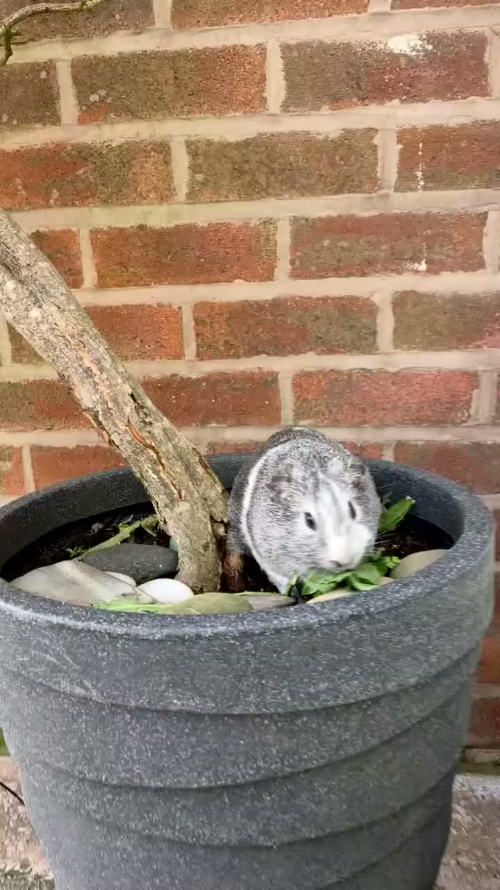 Guinea Pig rodents for sale: Two bond beautiful females Guinea pigs - Video 4