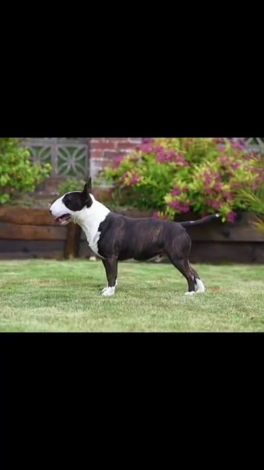 Miniature Bull terrier dogs for stud: Health checked miniature bullterrier  - Video 2