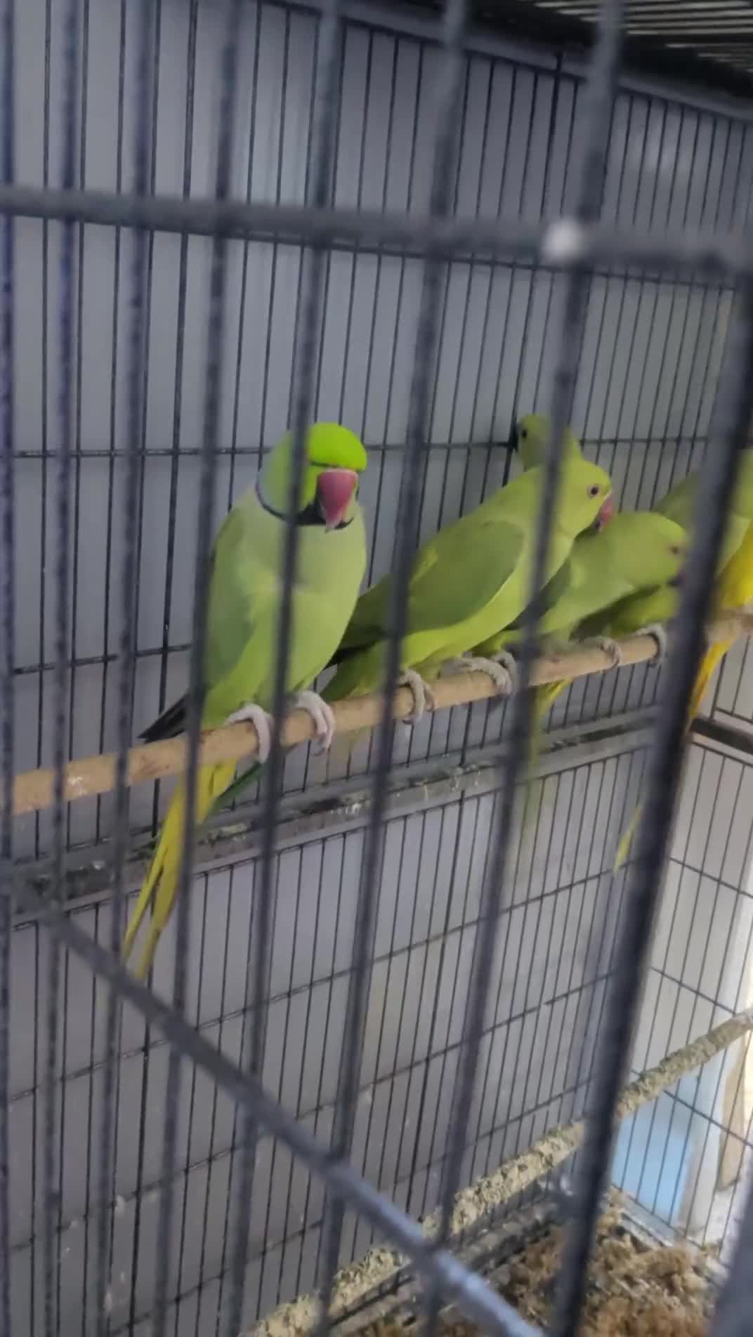 Ringnecks birds for sale: Ringneck Breeding Pair Available | DNA Tested  in Ruislip - Video 1