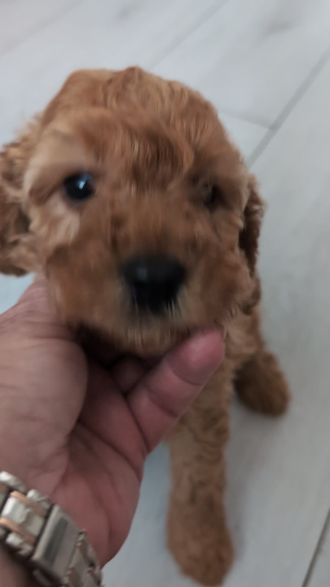 Cockapoo dogs for sale: Toy cockapoo. A little boy left. Ready 6th Aug - Video 4