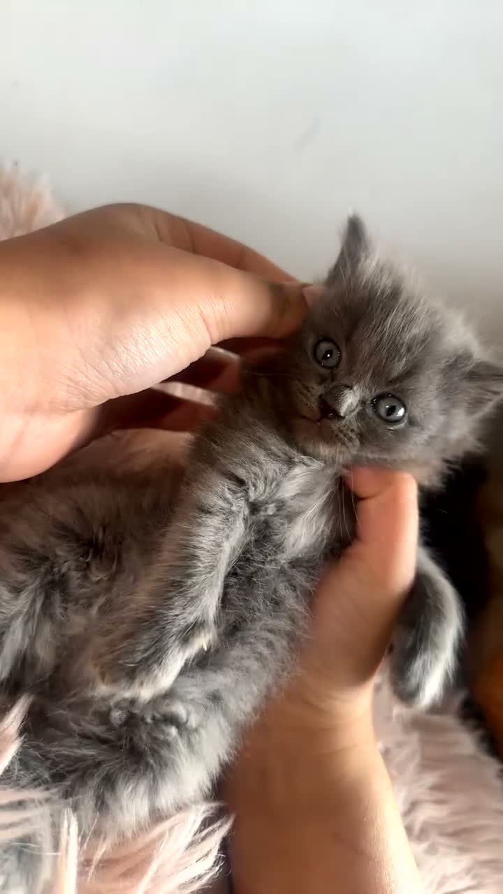 Mixed Breed cats for sale: British shorthair x ragdoll kittens 💕 - Video 2