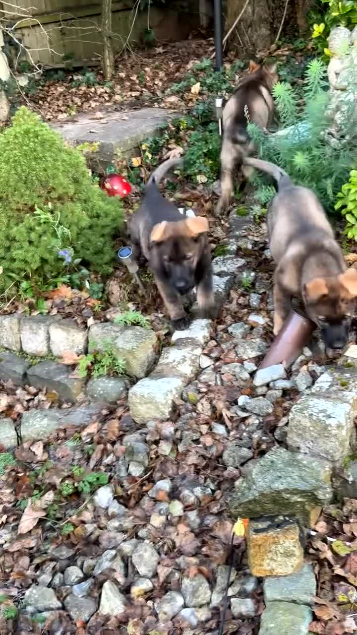 German Shepherd dogs for sale: Last female German shepherd pup kc reg working p - Video 3