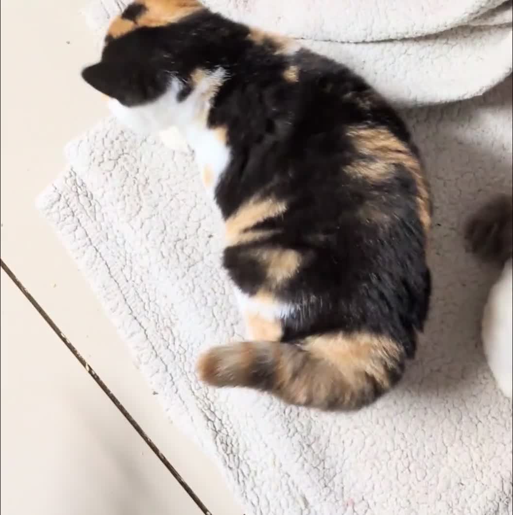 British Shorthair cats for sale: Gccf registered British shorthair kittens  - Video 1