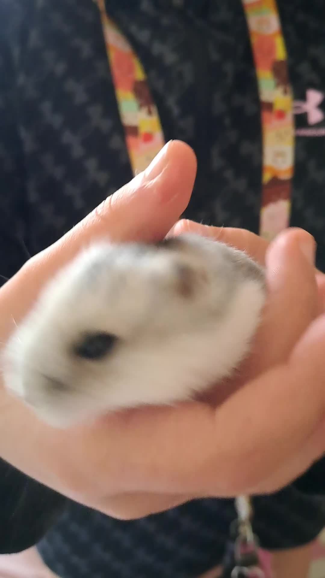 Hamster rodents for sale: Male hamster  - Video 3