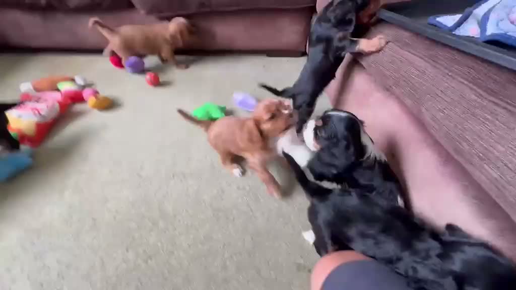 Cavalier King Charles Spaniel dogs for sale: Choc & Tan carriers - CKC Spaniel Puppies - Video 1