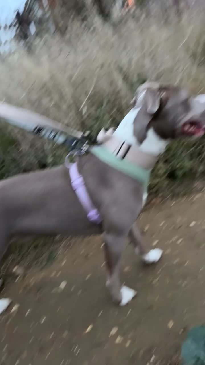 Mixed Breed dogs for sale: 1 year old female Staff  ** tiff  - Video 2