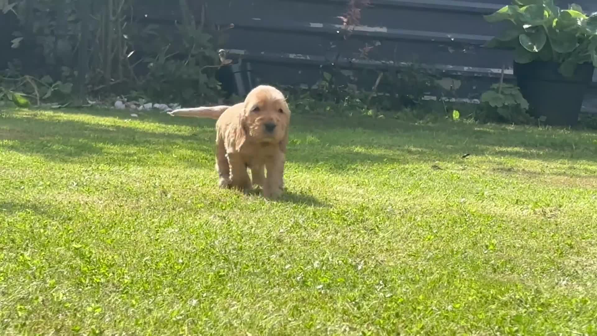Cocker Spaniel dogs for sale: Gorgeous show type cocker spaniels - Video 4