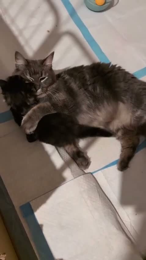 Ragdoll cats for sale: Ragdoll Cross Kittens - Video 1